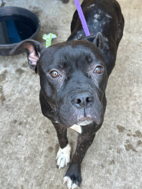 Pina Colada, adoptable American Pit Bull Terrier at Chicago Animal Care and Control