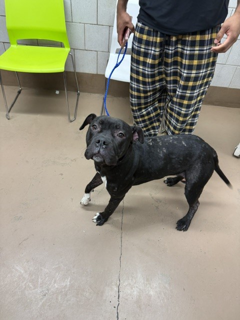 Pena at Chicago Animal Care and Control