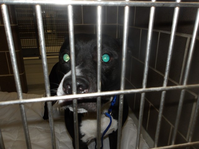 American Pit Bull Terrier at Chicago Animal Care and Control