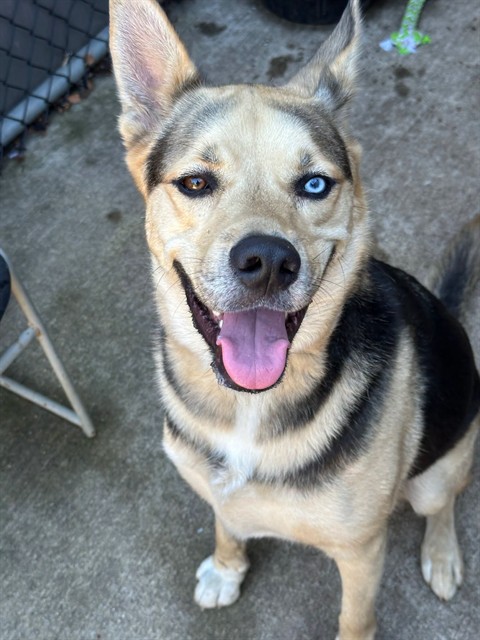 Falco, adoptable German Shepherd Dog / Siberian Husky at Chicago Animal Care and Control
