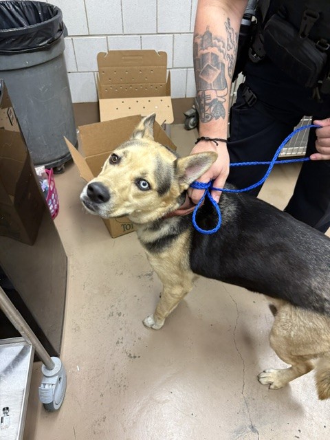Mushu at Chicago Animal Care and Control