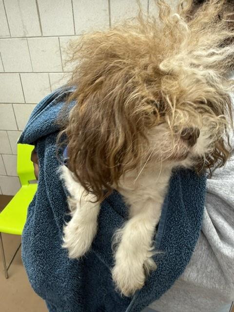 Shih Tzu at Chicago Animal Care and Control