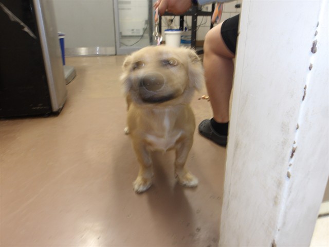 Dog A321986 at Chicago Animal Care and Control