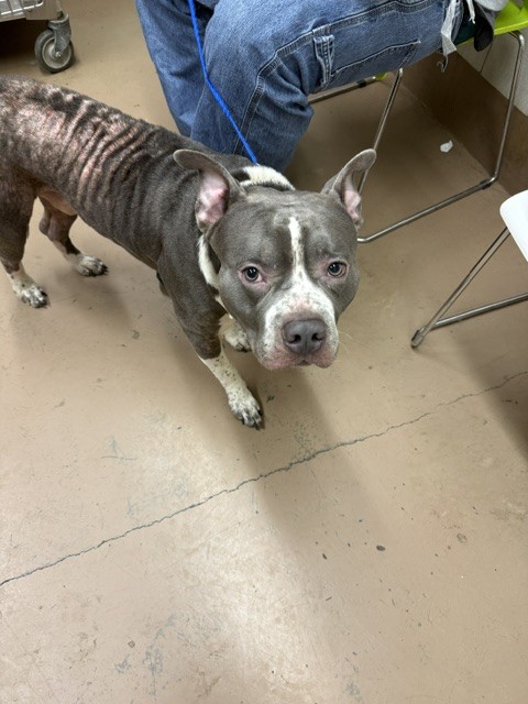 American Pit Bull Terrier at Chicago Animal Care and Control