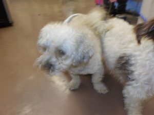 Cheto, adoptable Poodle at Chicago Animal Care and Control
