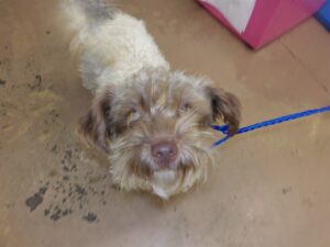Luna, adoptable Poodle at Chicago Animal Care and Control