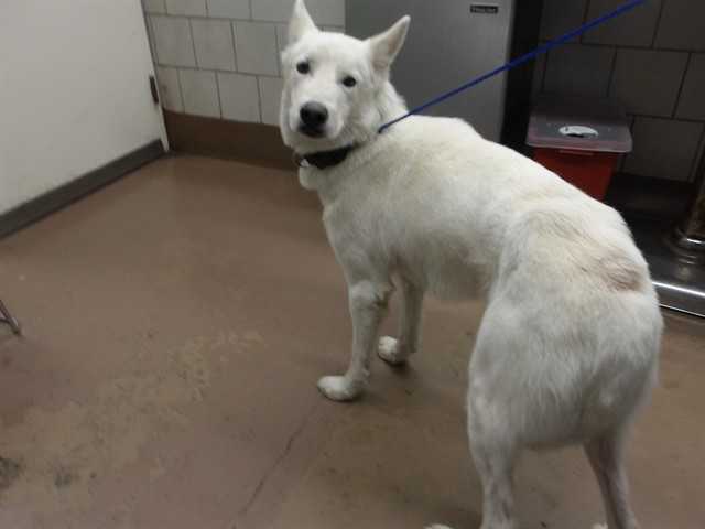 German Shepherd Dog at Chicago Animal Care and Control