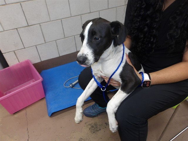 Maude at Chicago Animal Care and Control