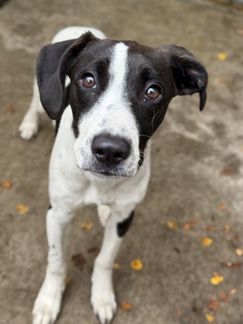 Maude, adoptable Basset Hound at Chicago Animal Care and Control