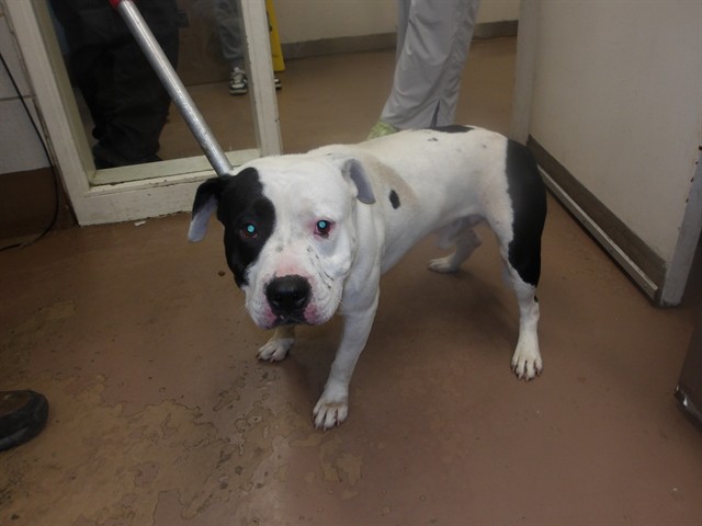 American Pit Bull Terrier at Chicago Animal Care and Control