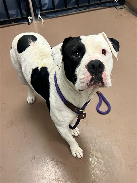 Constantine, adoptable American Pit Bull Terrier at Chicago Animal Care and Control