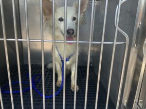 Coco, adoptable Chihuahua at Chicago Animal Care and Control