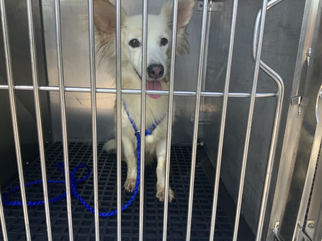 Chihuahua at Chicago Animal Care and Control