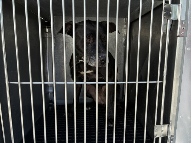 American Pit Bull Terrier at Chicago Animal Care and Control