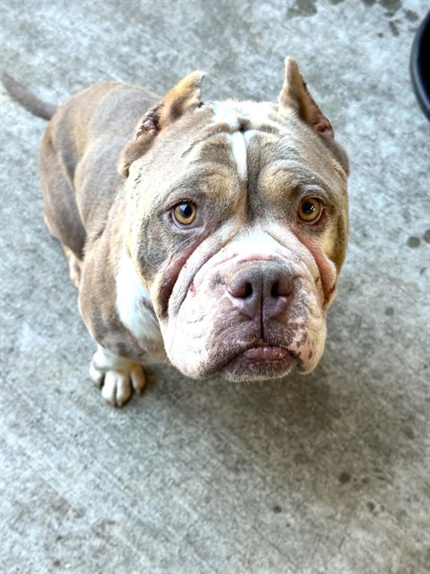 Fable, adoptable American Pit Bull Terrier at Chicago Animal Care and Control
