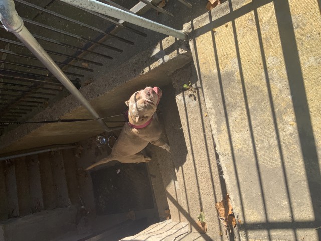 American Pit Bull Terrier at Chicago Animal Care and Control