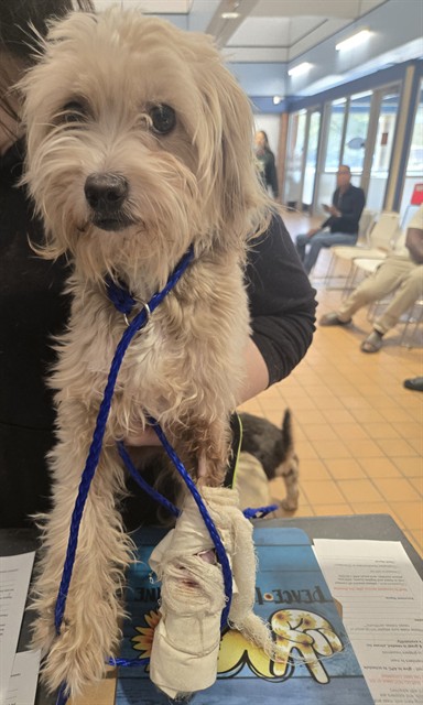 Dog A322015 at Chicago Animal Care and Control