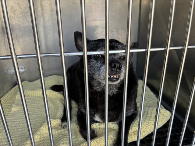 Chihuahua / Pug at Chicago Animal Care and Control