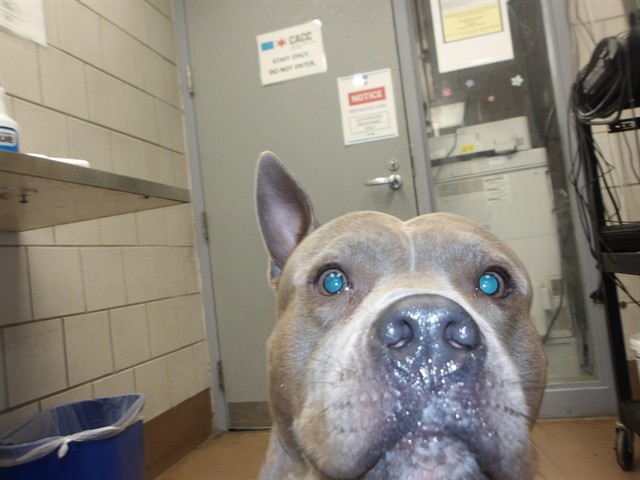 American Pit Bull Terrier at Chicago Animal Care and Control
