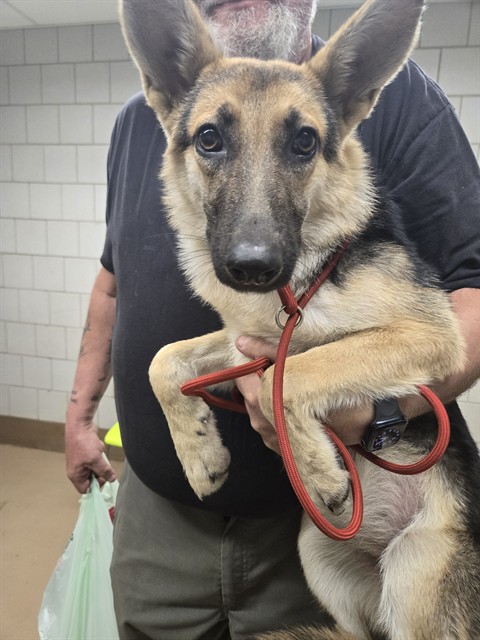 German Shepherd Dog at Chicago Animal Care and Control