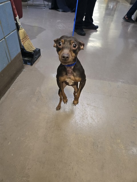 Dog A322032 at Chicago Animal Care and Control