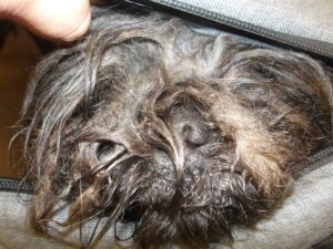 Soller, adoptable Shih Tzu at Chicago Animal Care and Control