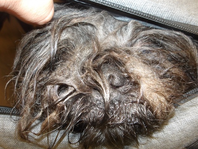 Soller at Chicago Animal Care and Control