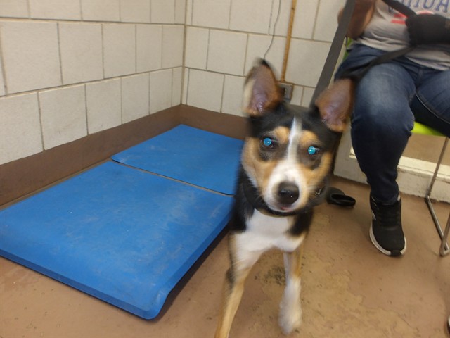 Monty at Chicago Animal Care and Control