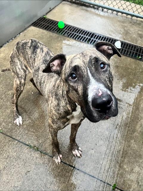 Eldridge, adoptable American Pit Bull Terrier at Chicago Animal Care and Control