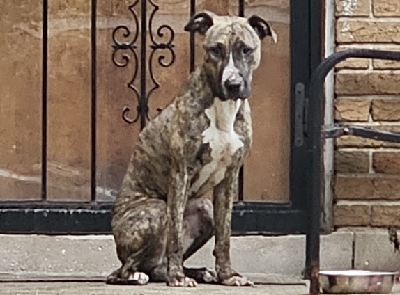 Face at Chicago Animal Care and Control