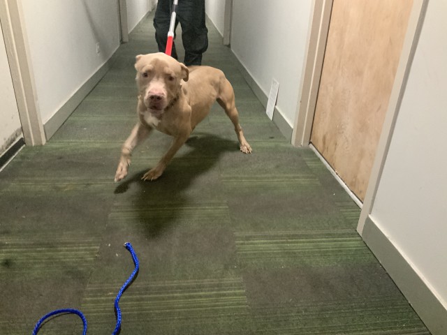 American Pit Bull Terrier at Chicago Animal Care and Control