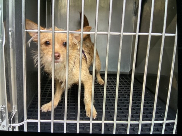 Dog A322072 at Chicago Animal Care and Control