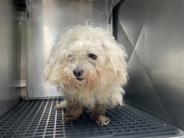 Dog A322075 at Chicago Animal Care and Control