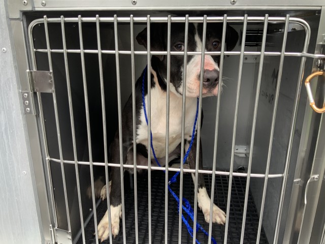 American Pit Bull Terrier at Chicago Animal Care and Control