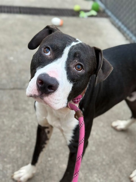 Spooky, adoptable American Pit Bull Terrier at Chicago Animal Care and Control