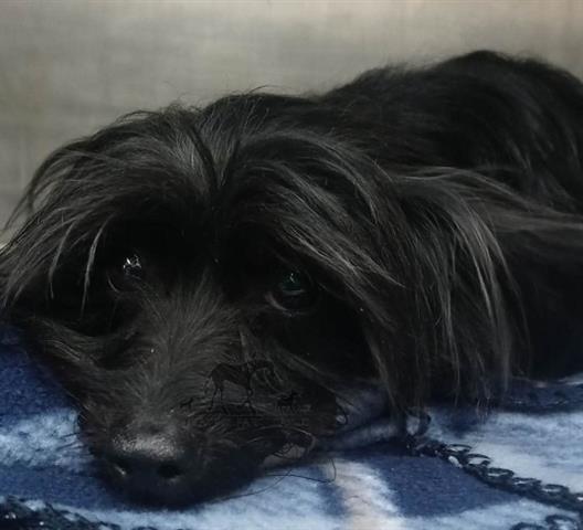 Petal at Animal Welfare League
