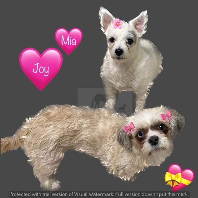 Joy at Animal Welfare League