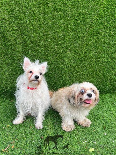 Mia at Animal Welfare League