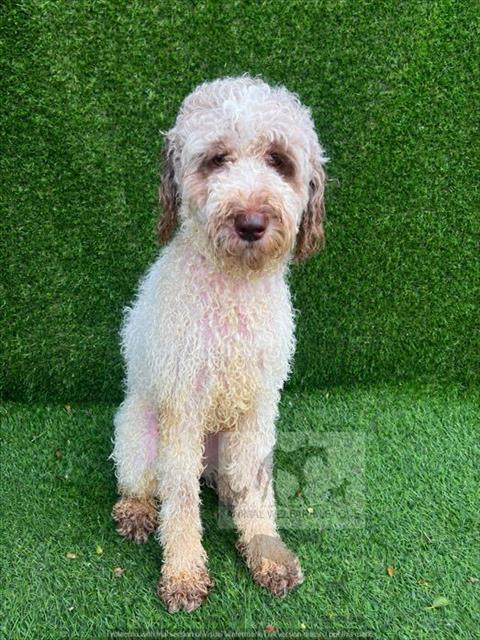 Peaches at Animal Welfare League