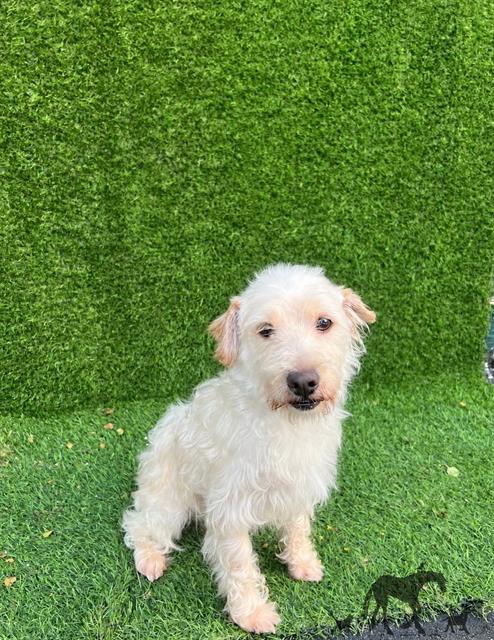Ralph at Animal Welfare League