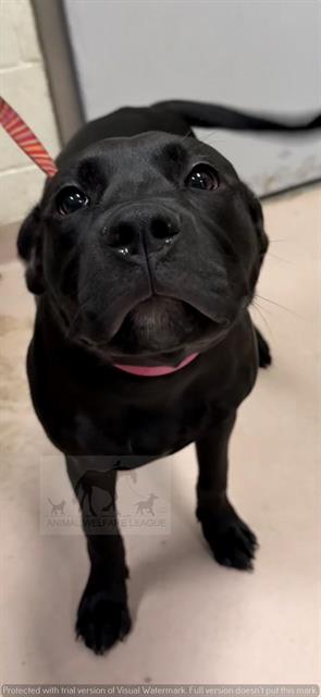 Starla at Animal Welfare League