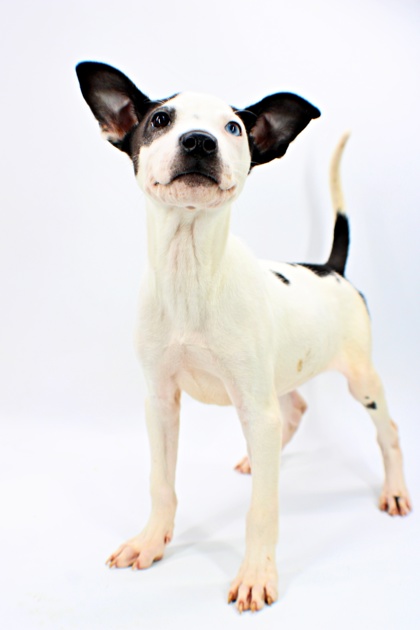 Coco at Wright-Way Rescue