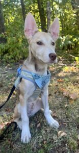 Honey at Wright-Way Rescue