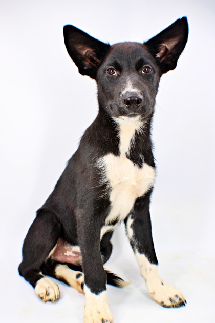 Jupiter at Wright-Way Rescue