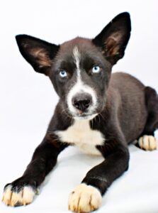 Neptune at Wright-Way Rescue