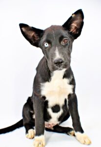 Pluto at Wright-Way Rescue