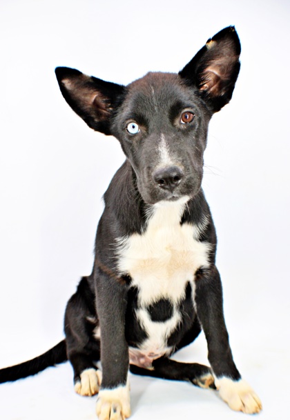 Pluto at Wright-Way Rescue