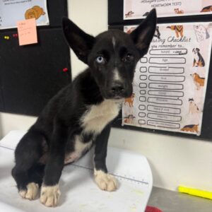 Pluto at Wright-Way Rescue