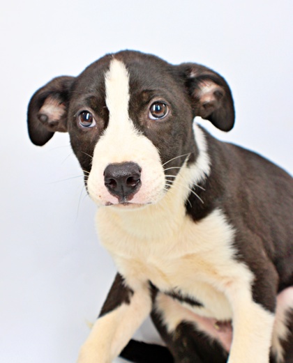 Share Bear at Wright-Way Rescue