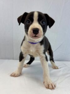 Share Bear at Wright-Way Rescue